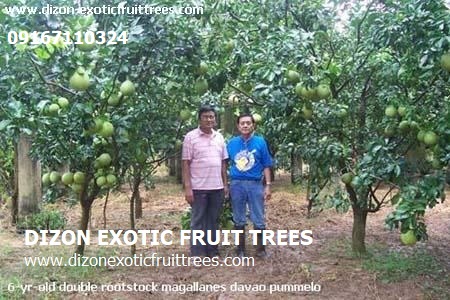 Description: Description: Description: D:\web - dizonexoticfruittrees\pummelo\img\img04.jpg
