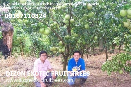 Description: Description: Description: D:\web - dizonexoticfruittrees\pummelo\img\img06.jpg